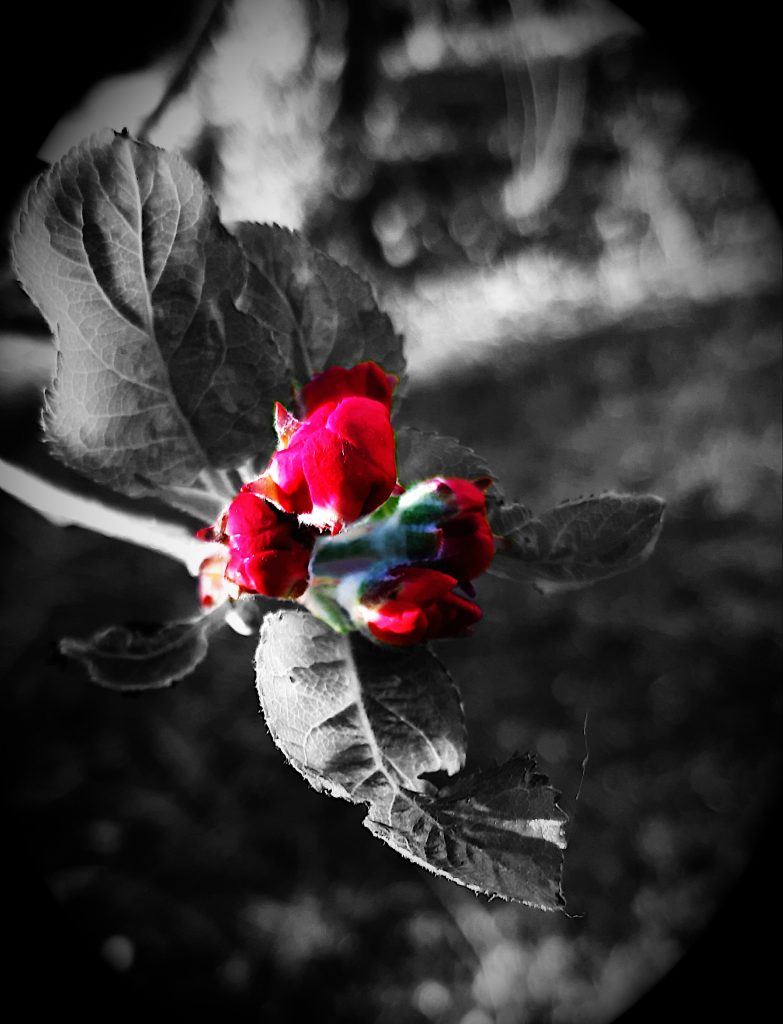 Colourkey - Apfelblüte